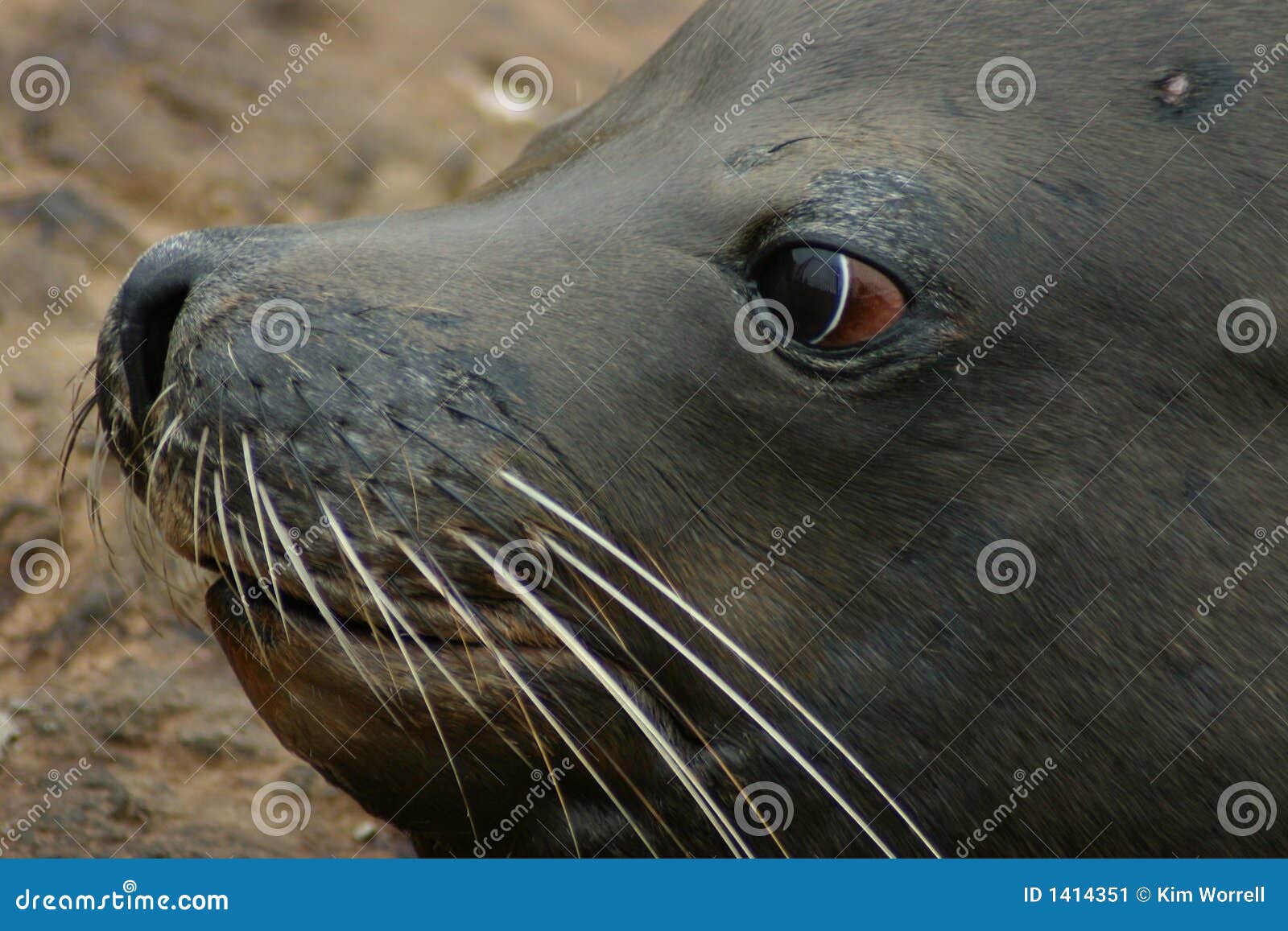 Seal Eyes stock image. Image of seals, pinnipeds, marine 1414351