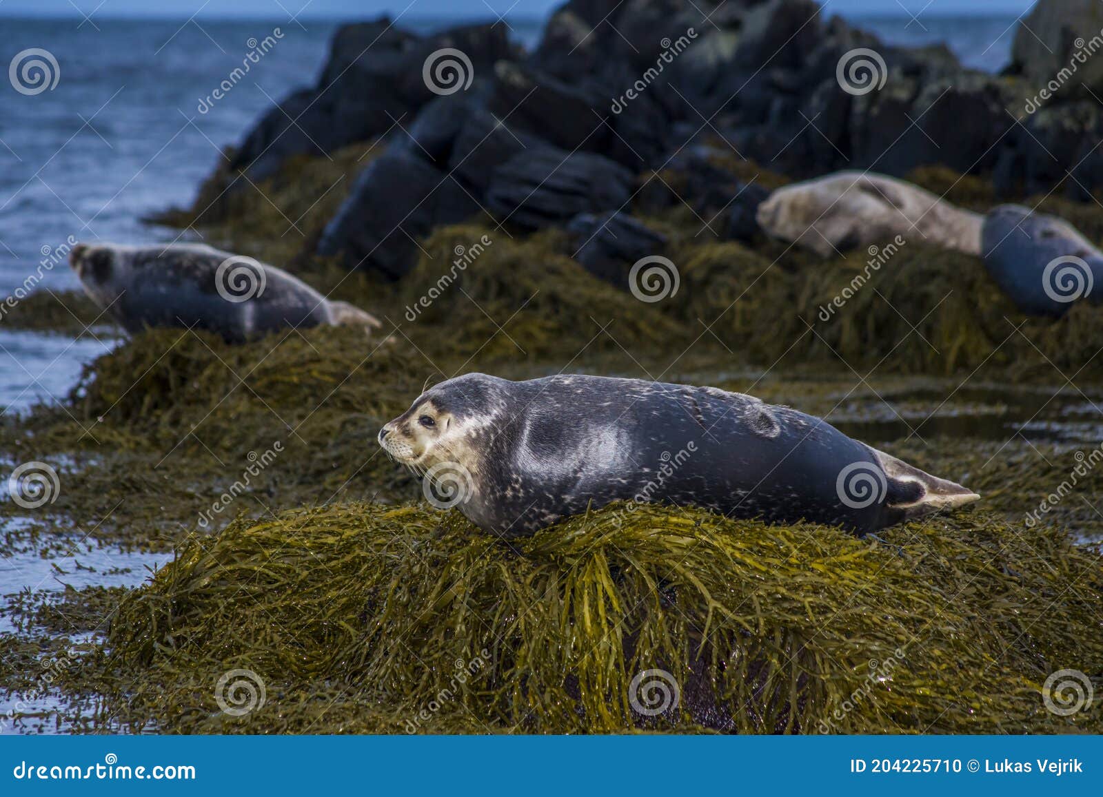 A Seal in Iceland while Relaxing on a Rock and Looking at You Stock