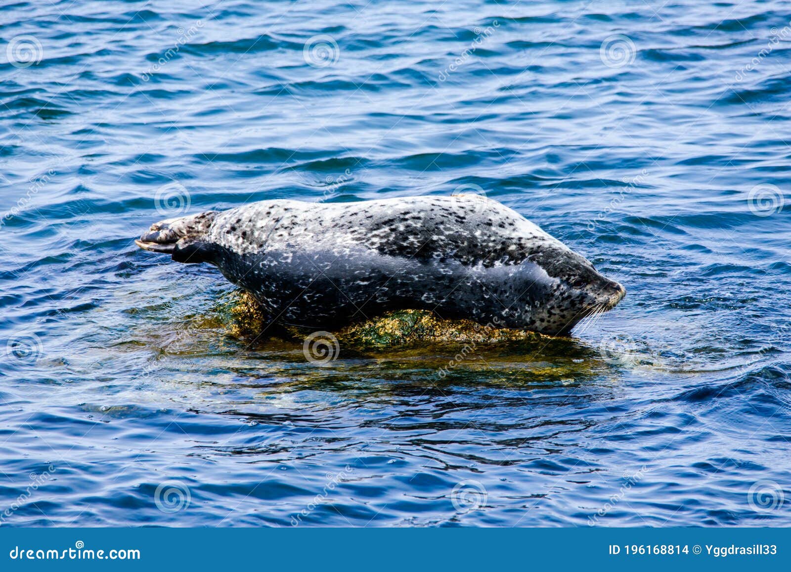 Seal Laying on a Rock in Monterey Bay Stock Photo Image of seals