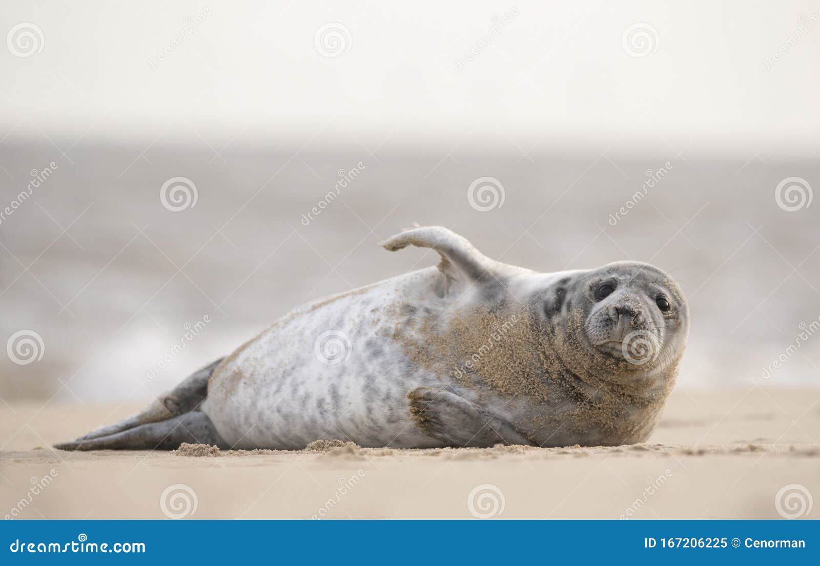 Seal on norfolk beach uk stock image. Image of seal 167206225
