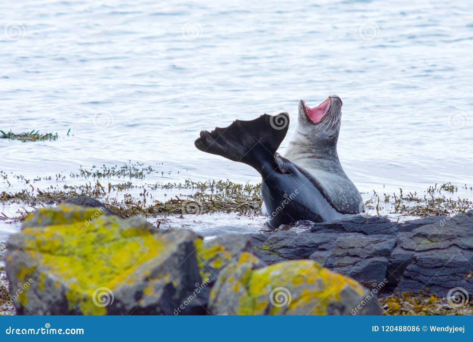 seal on north of iceland yawn, gape