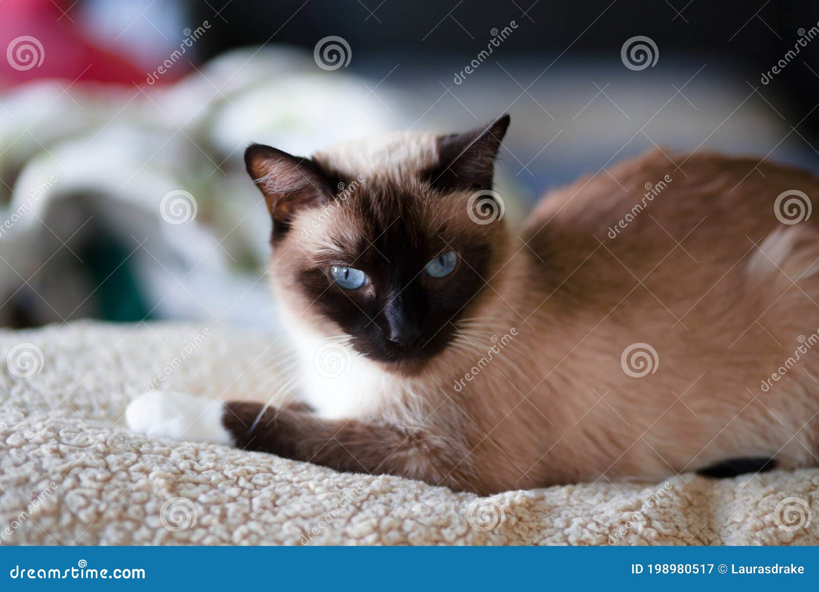Seal Point Siamese Female Cat on Blanket Facing Camera Stock Image - Image  of facing, fuzzy: 198980517