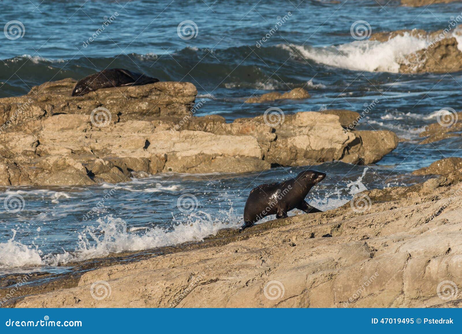 Seal pup jumping on rocks stock image. Image of flipper 47019495