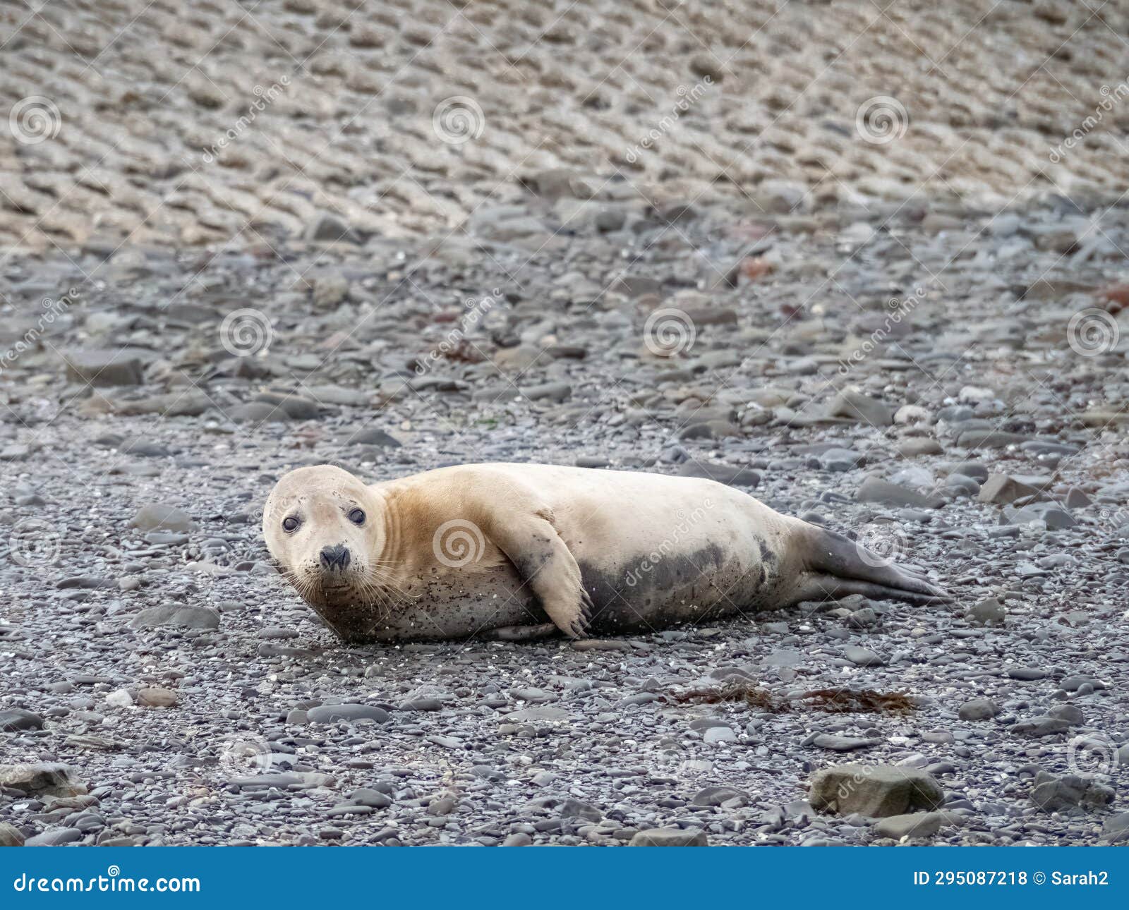 seal resting on beach at appledore in north devon. september 2023.