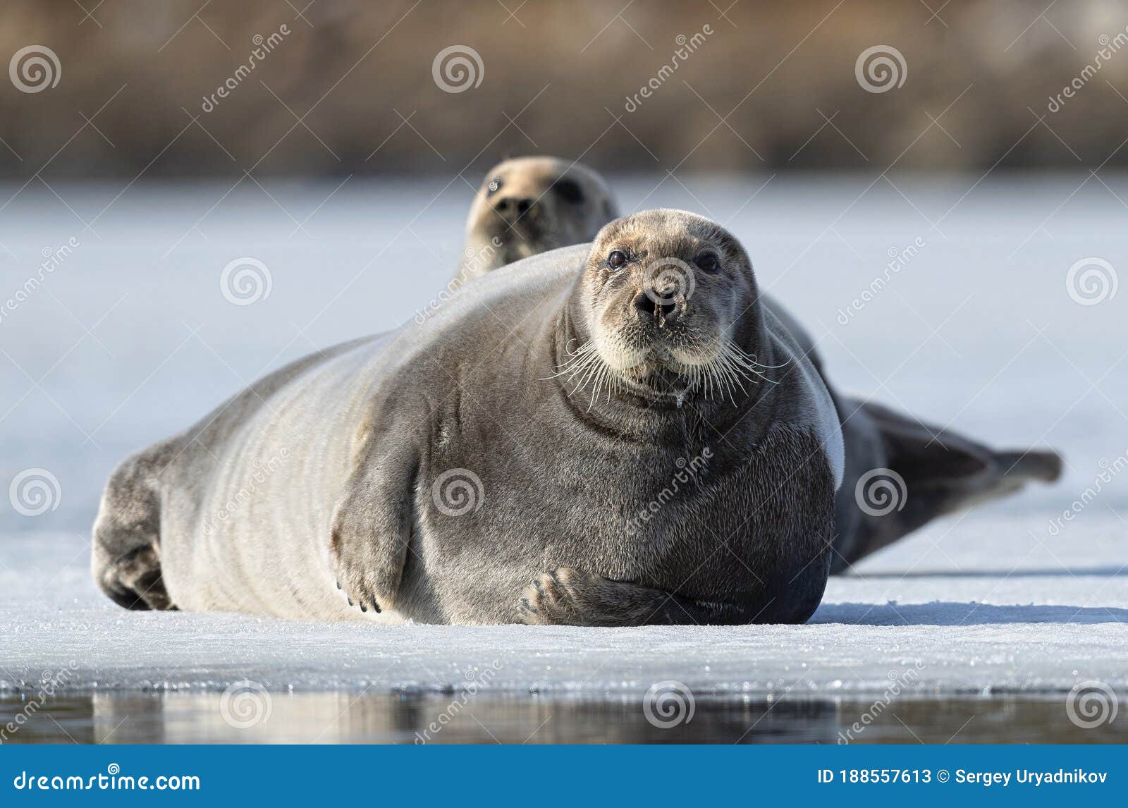 seal resting on an ice floe. close up.