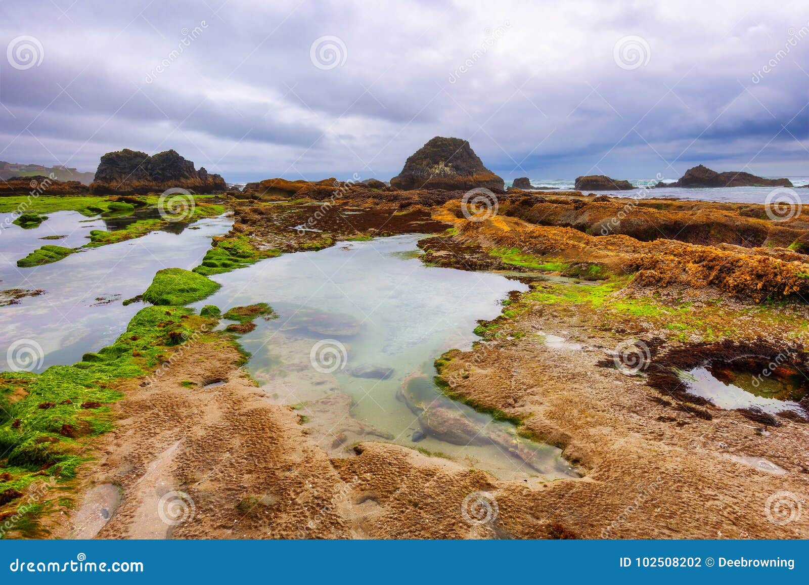 Seal Rock Beach on the Oregon Coast Stock Photo Image of nothwest