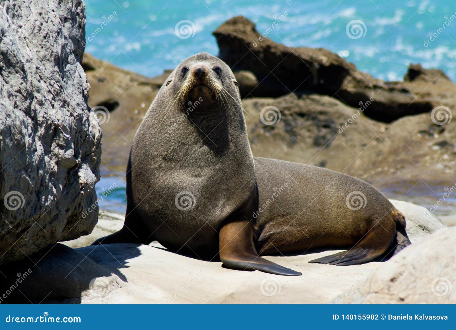 Seal On The Rock Kaikoura New Zealand Stock Photo Image Of