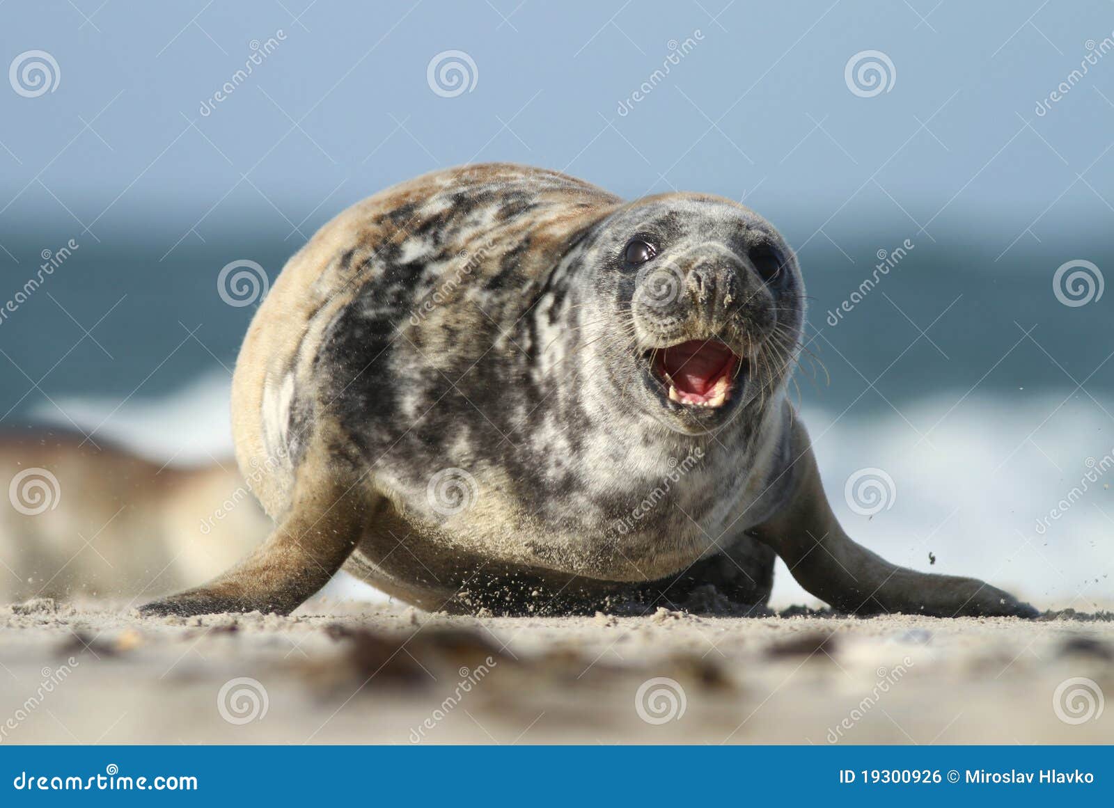Seal running stock photo. Image of mammal, predator, paddle 19300926