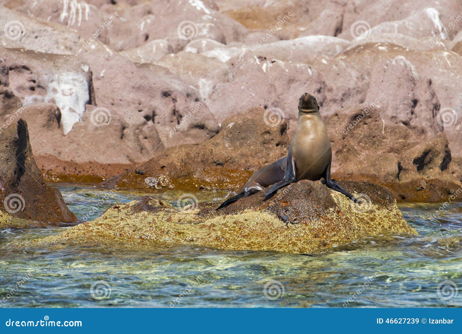 Seal sea lion restying on the rocks. Seal sea lion family restying on the rocks