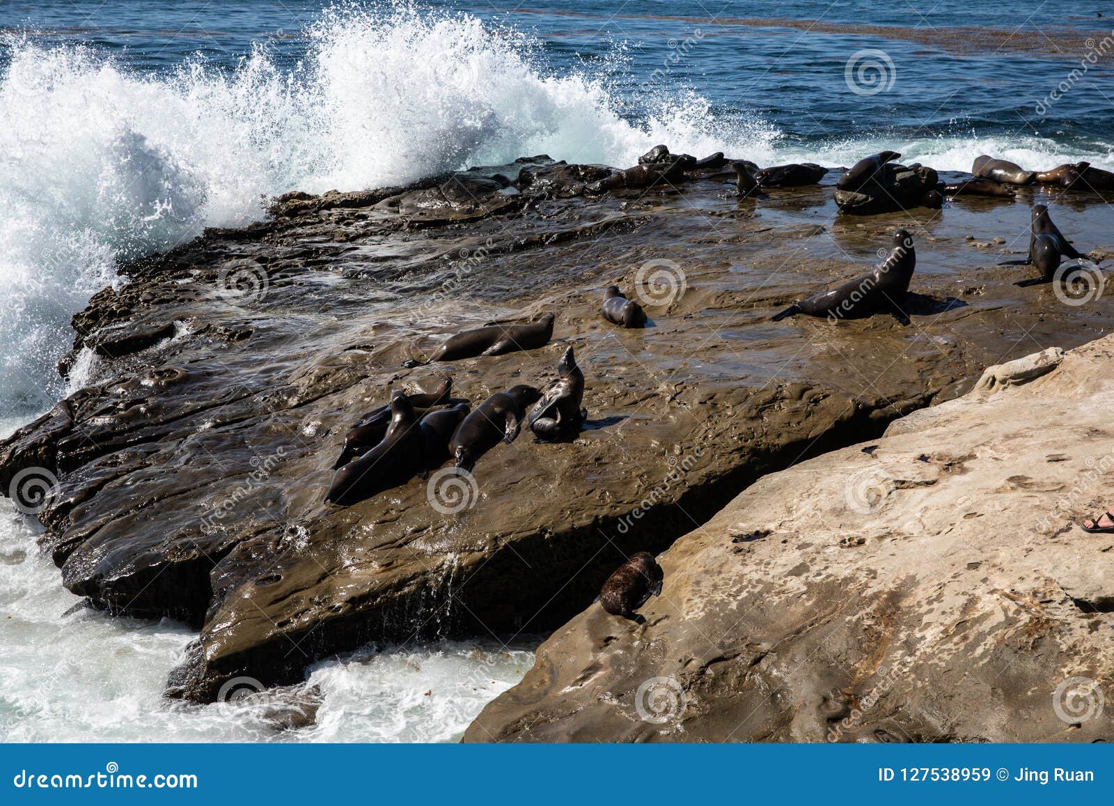 seal or sea lion