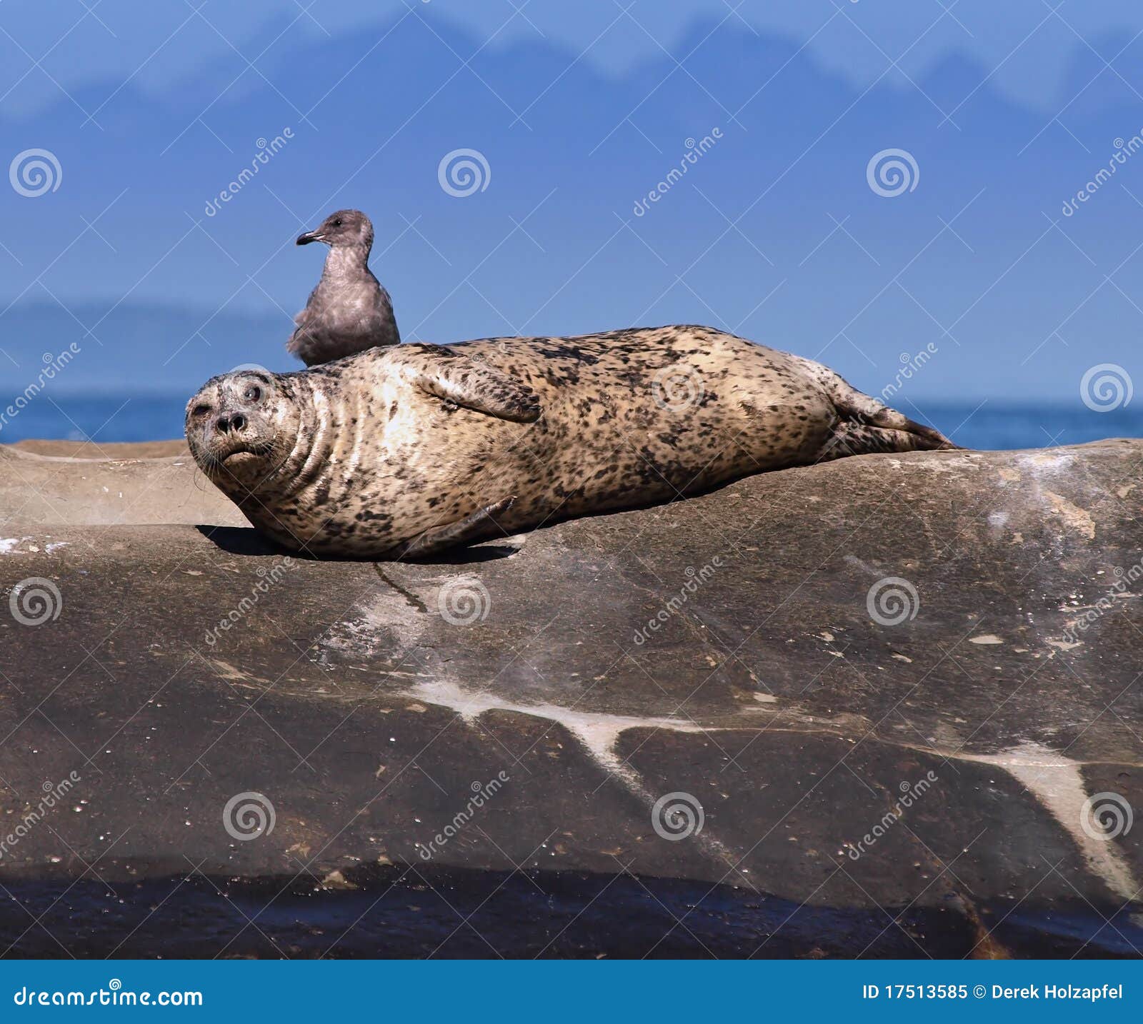 Seal and Seagull stock image. Image of seal, laying, together 17513585
