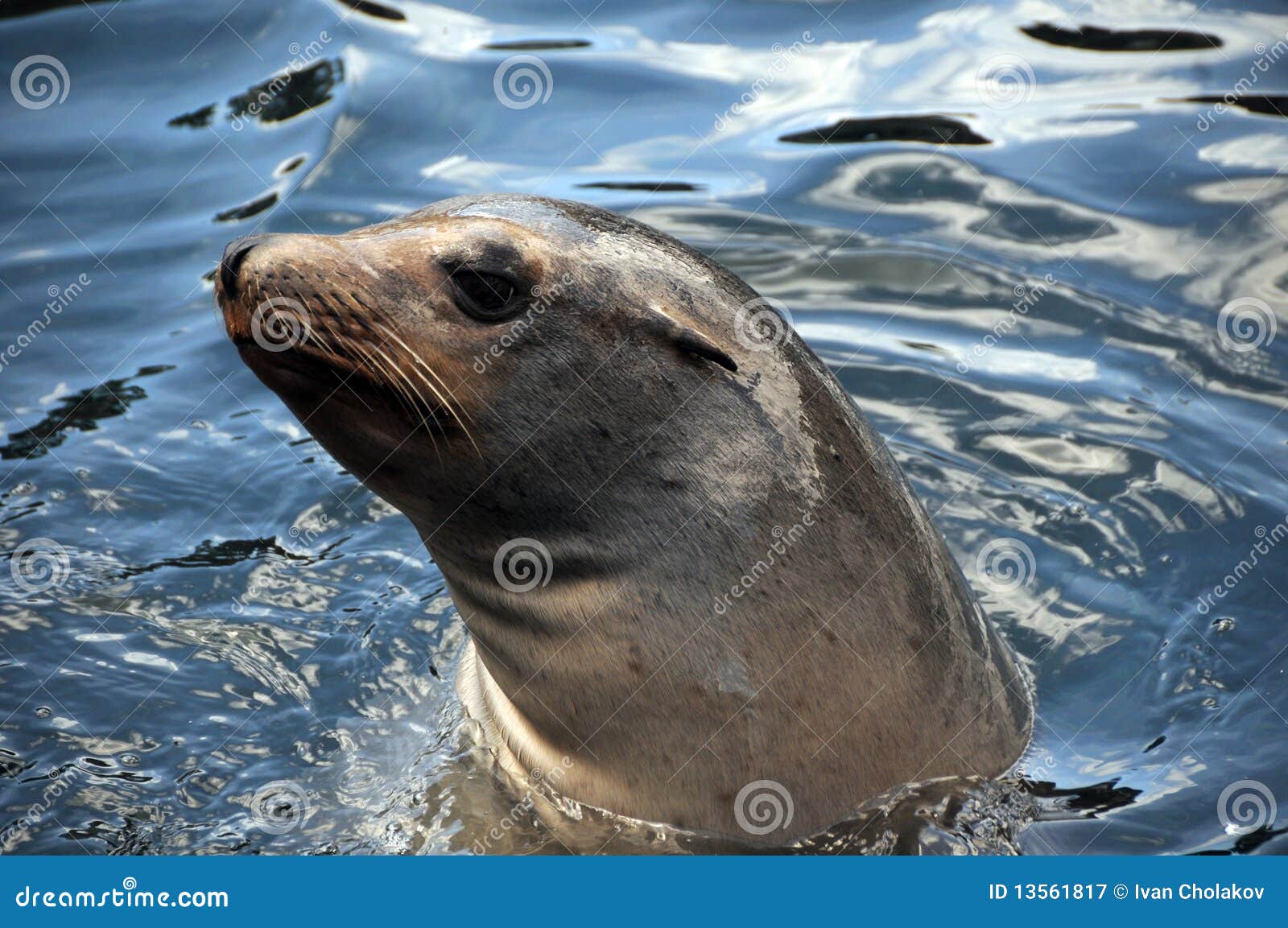 Seal swimming stock image. Image of submerged, wildlife 13561817