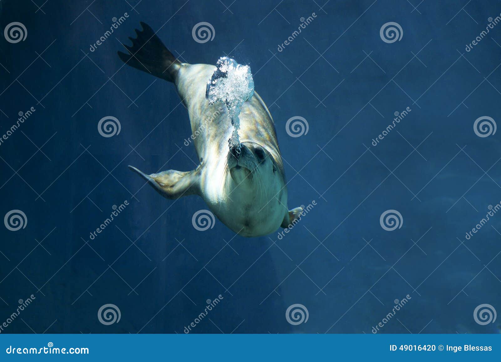 Seal swimming underwater stock photo. Image of eyes, ocean 49016420