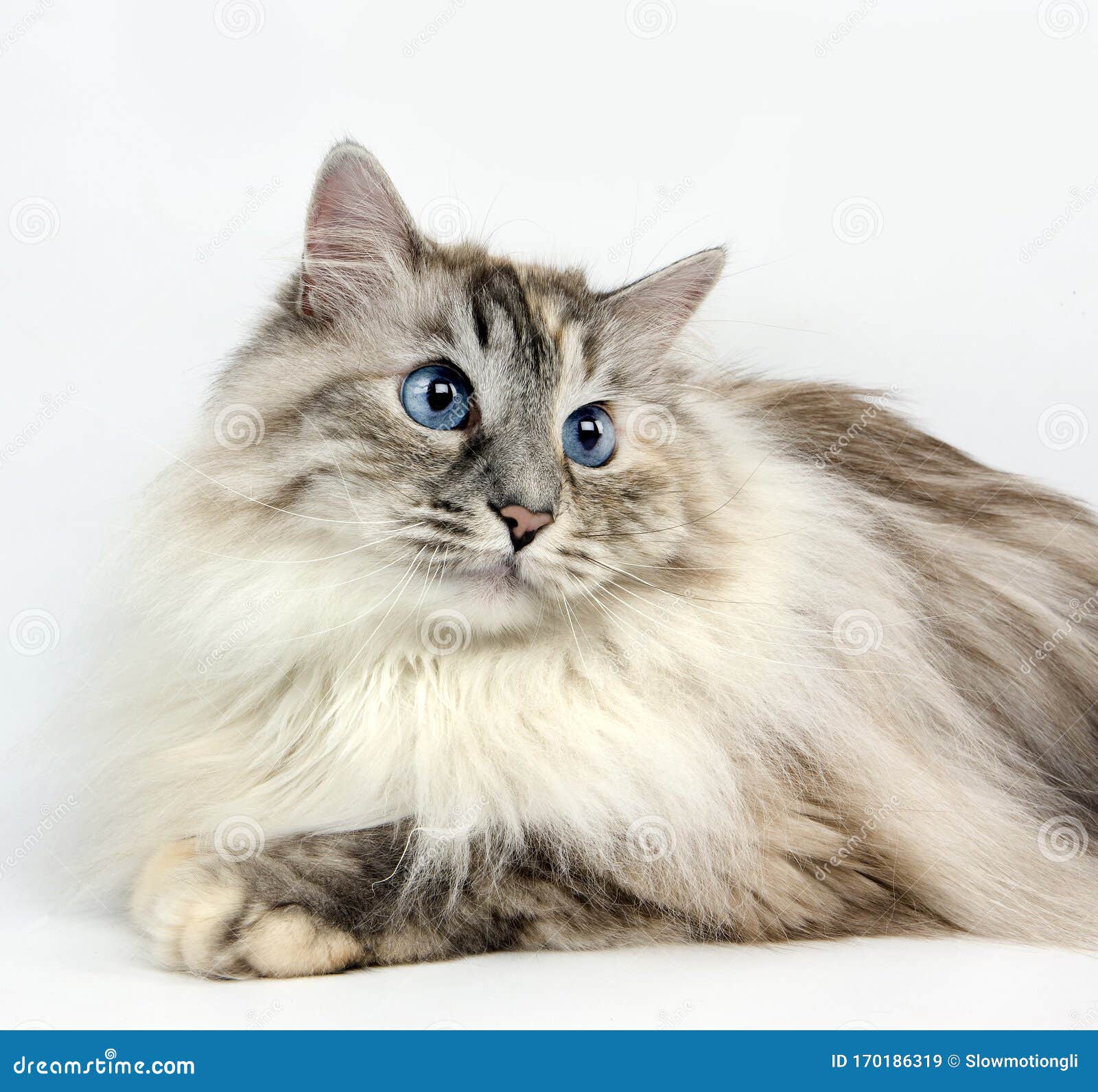 Chat Siberien Stock Image Image Of Studio Laying Medium Chat Siberien Stock Image Image Of Studio Laying Medium