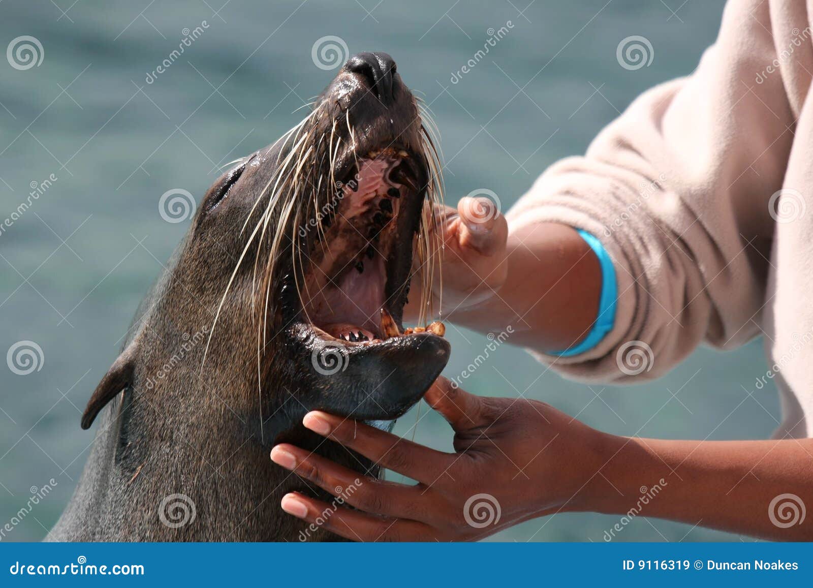 Seal Teeth stock image. Image of aquatic, nose, male, marine 9116319