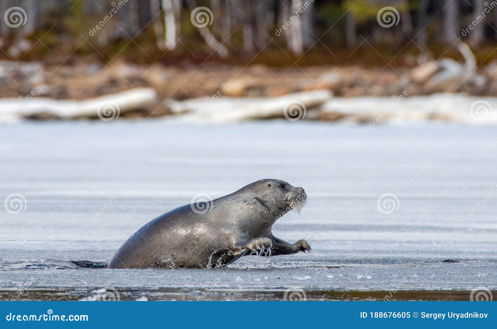 a seal tries to get out on an ice floe. the bearded seal