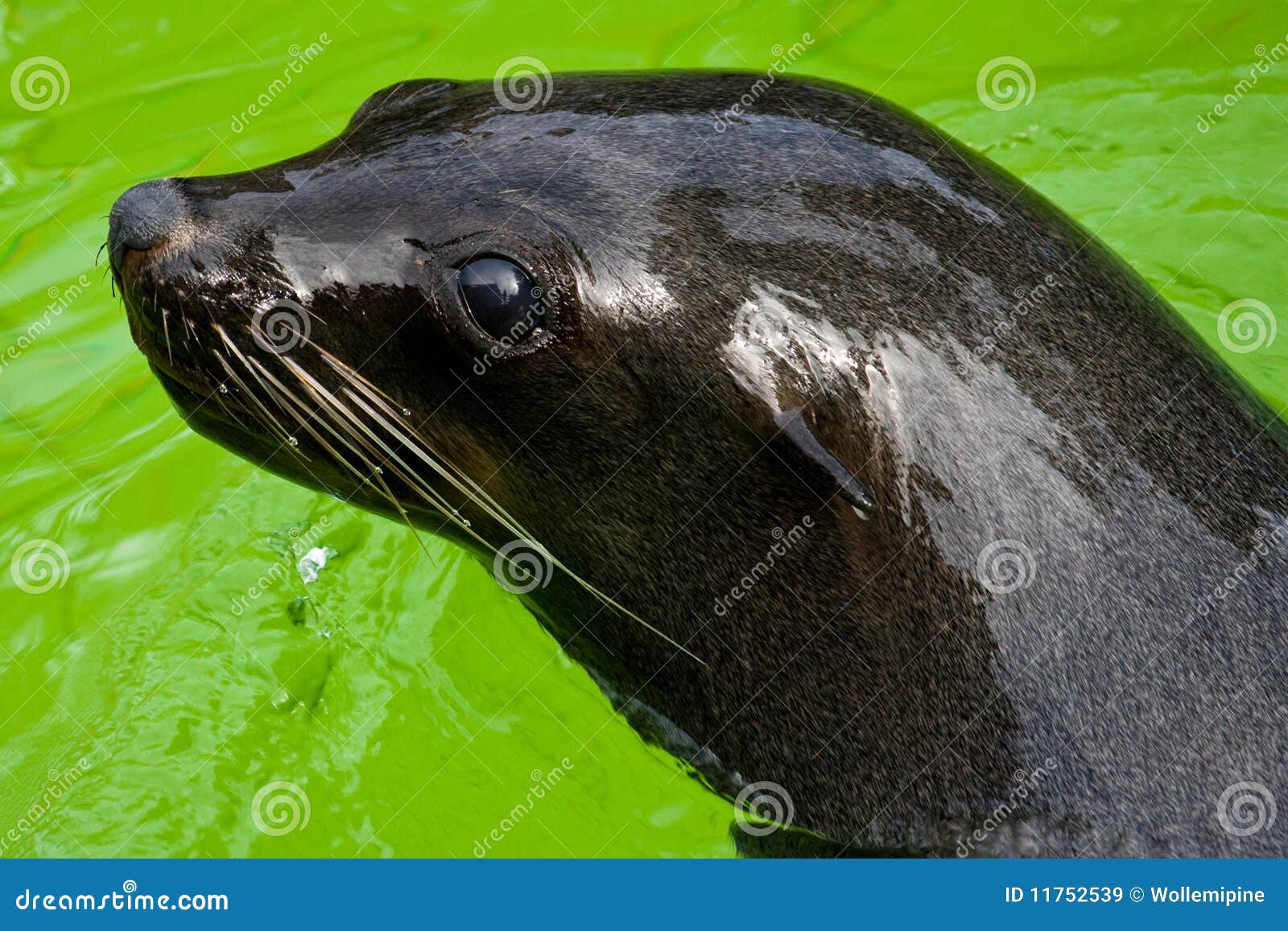 Seal in the water stock image. Image of wild, nice, tender 11752539