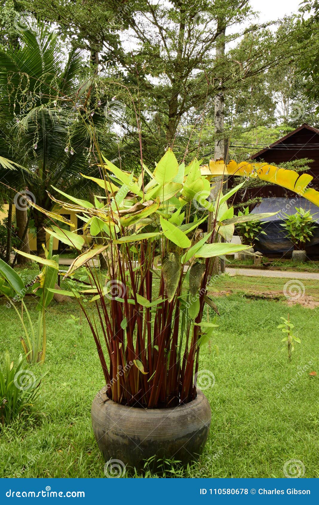 sealing wax palm cyrtostachys renda