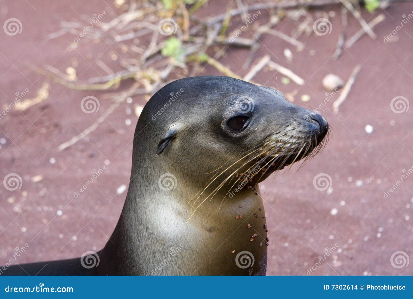 sealion in the galapagos islands
