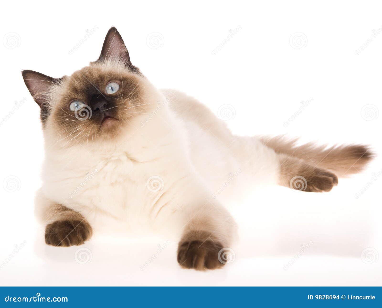 Sealpoint Ragdoll Lying On White Background Stock Images - Image: 9828694