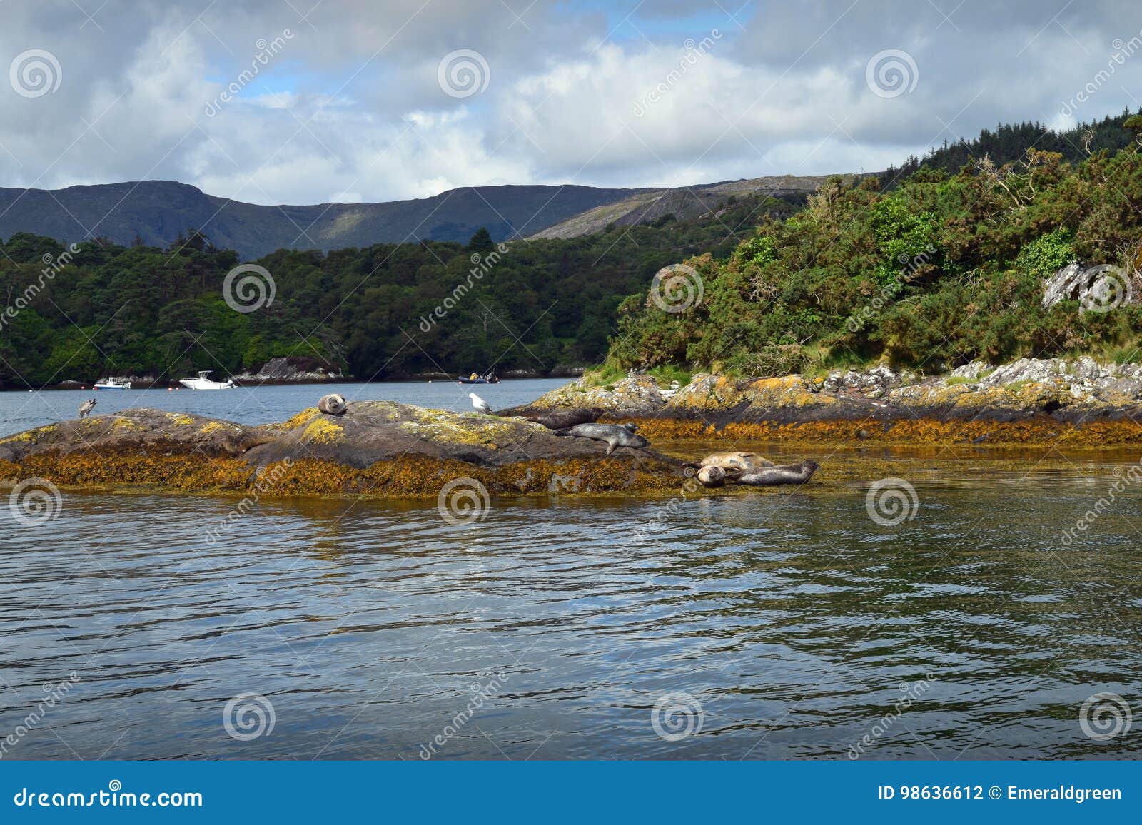 seals in bantry bay