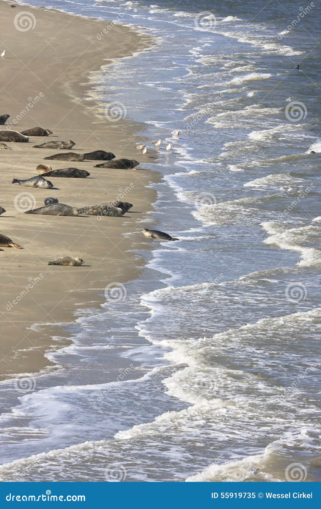 seals bench between terschelling and ameland island