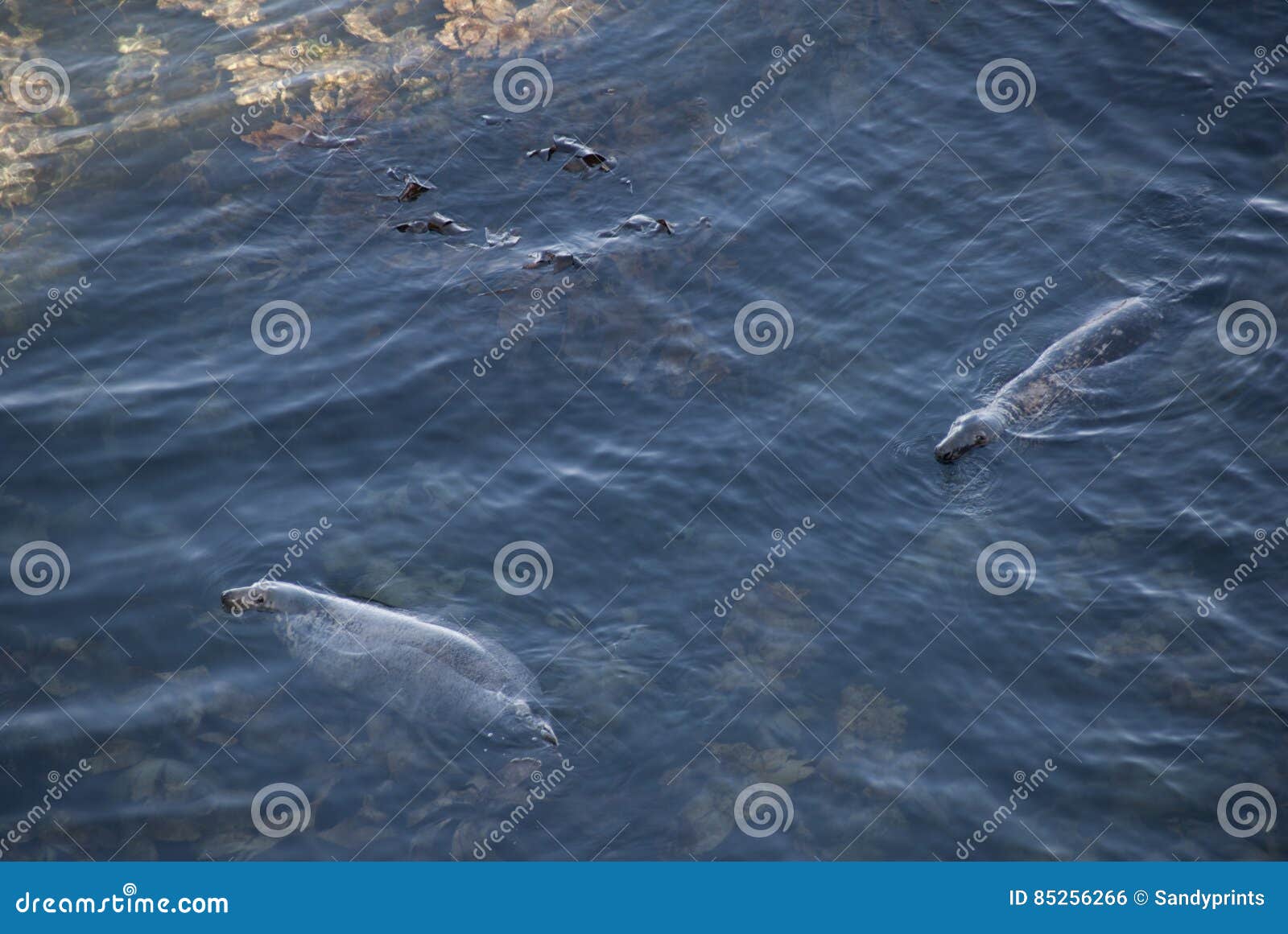 Seals of the coast. stock photo. Image of grey, nature 85256266
