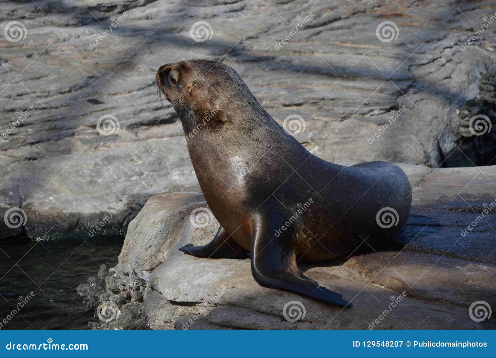 Seals, Fauna, Mammal, Harbor Seal Picture. Image 129548207