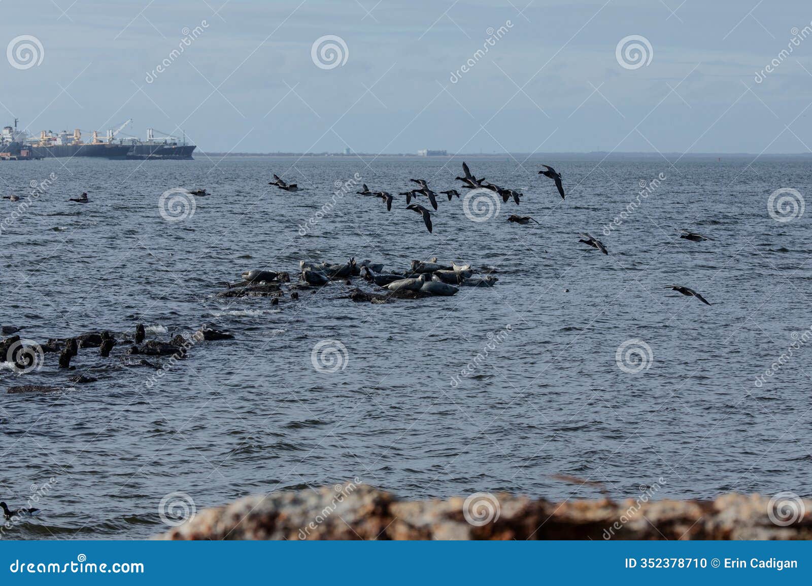 seals hauled out in sandy hook during winter