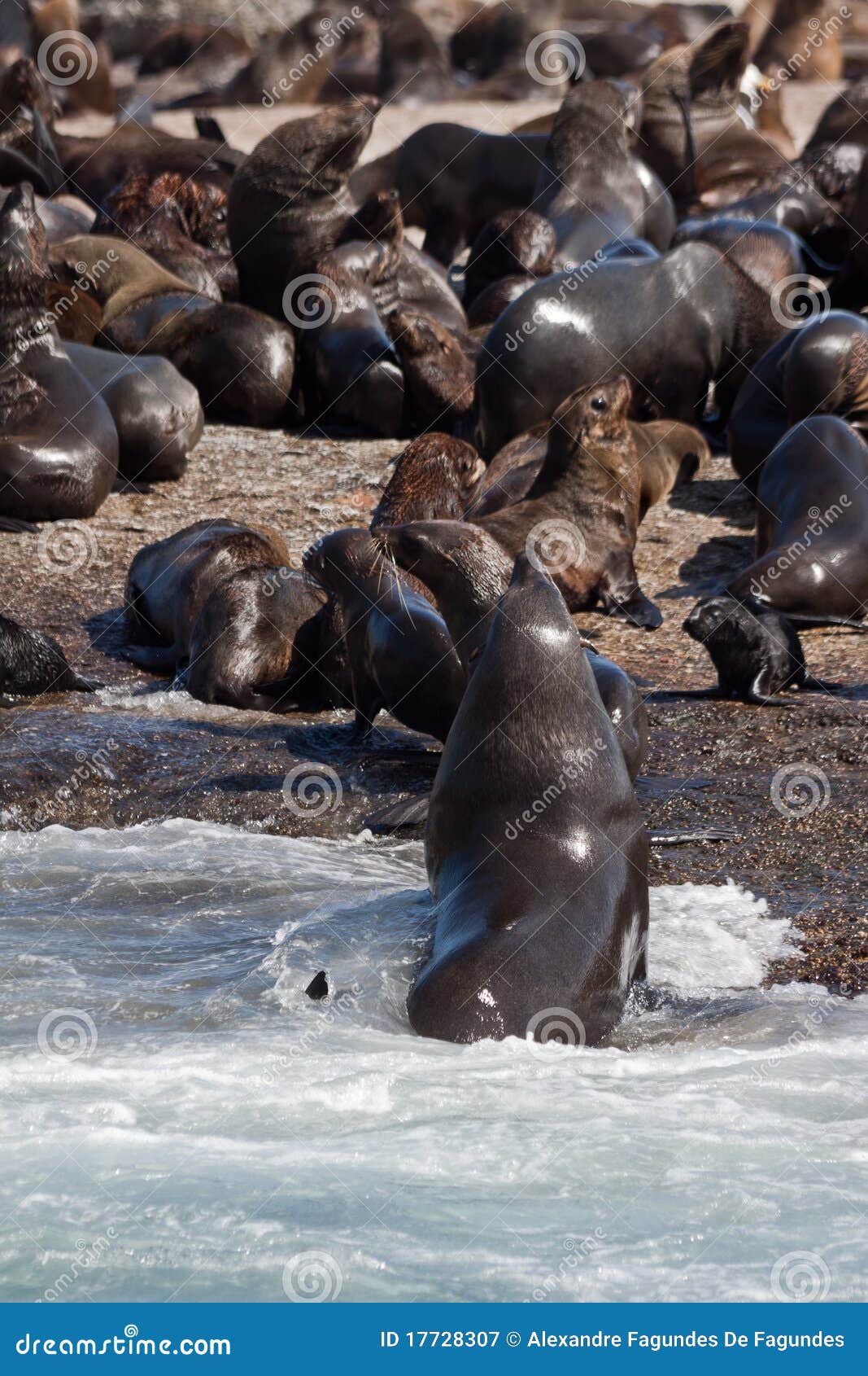 Seals in Hout Bay Cape Town Stock Image Image of town, africa 17728307