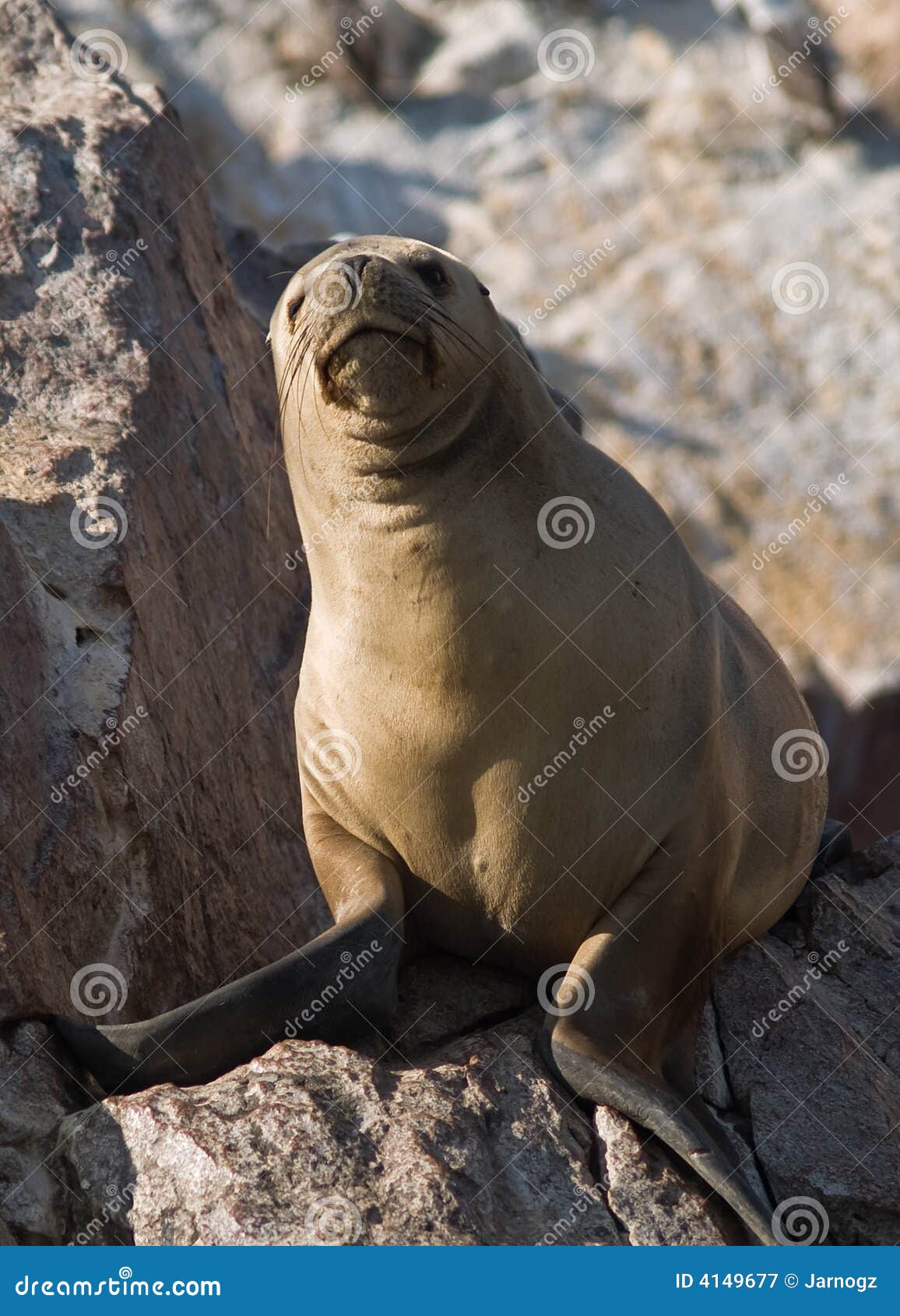 Seals on Islas Ballestas in Peru Stock Image Image of scenic, islas