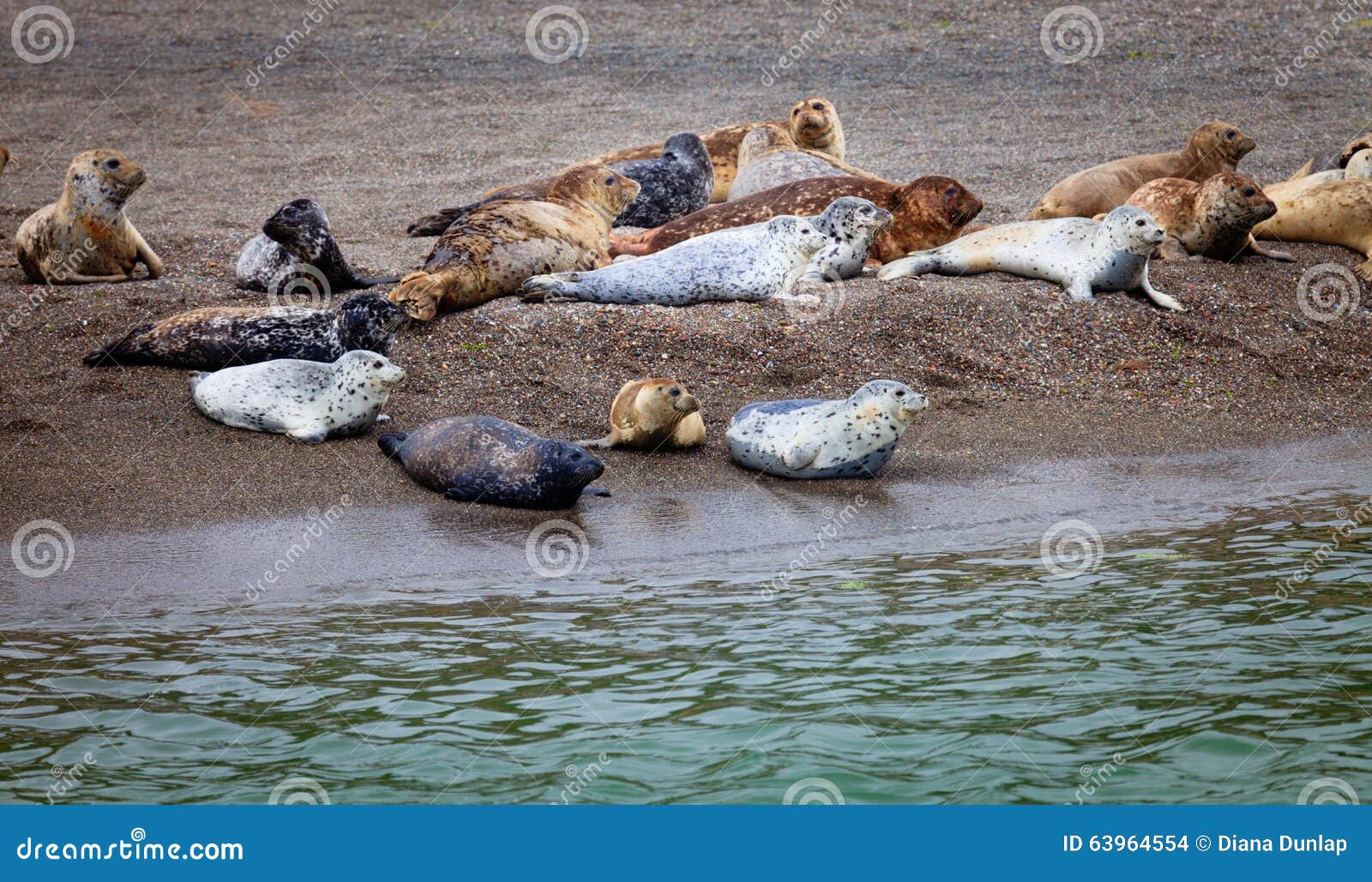 Seals of Jenner, California Stock Photo Image of national, sandy