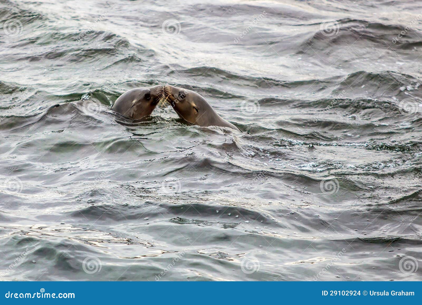 Seals Kissing in the Ocean stock photo. Image of romantic 29102924