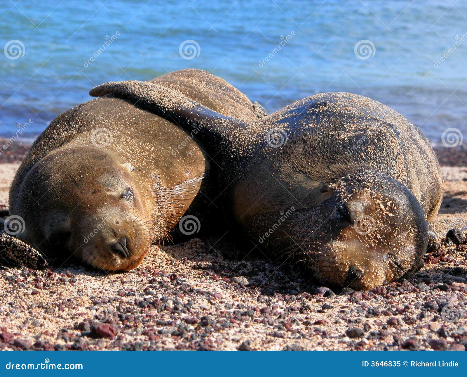 Seals In Love Royalty Free Stock Photo Image 3646835