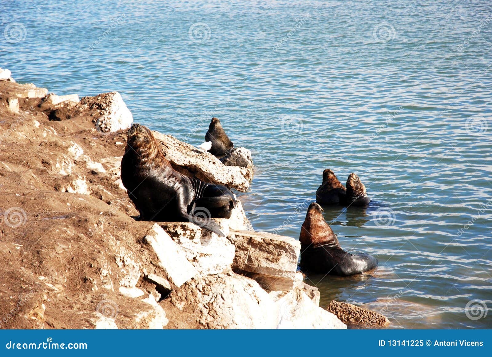 seals in mar de plata (argentina)