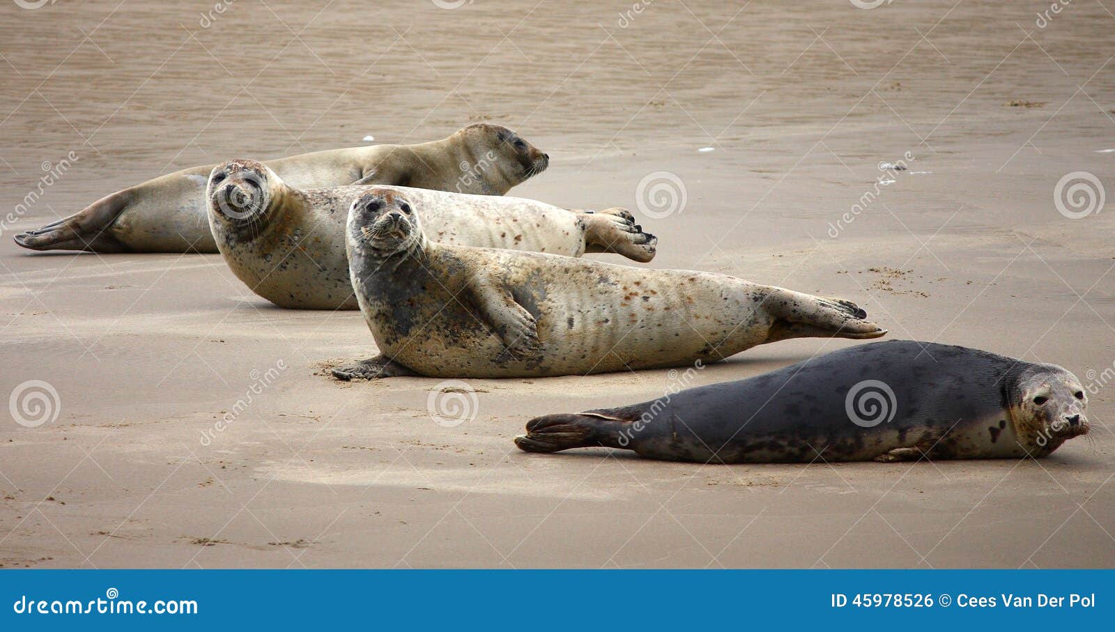 seals near island terschelling netherlands