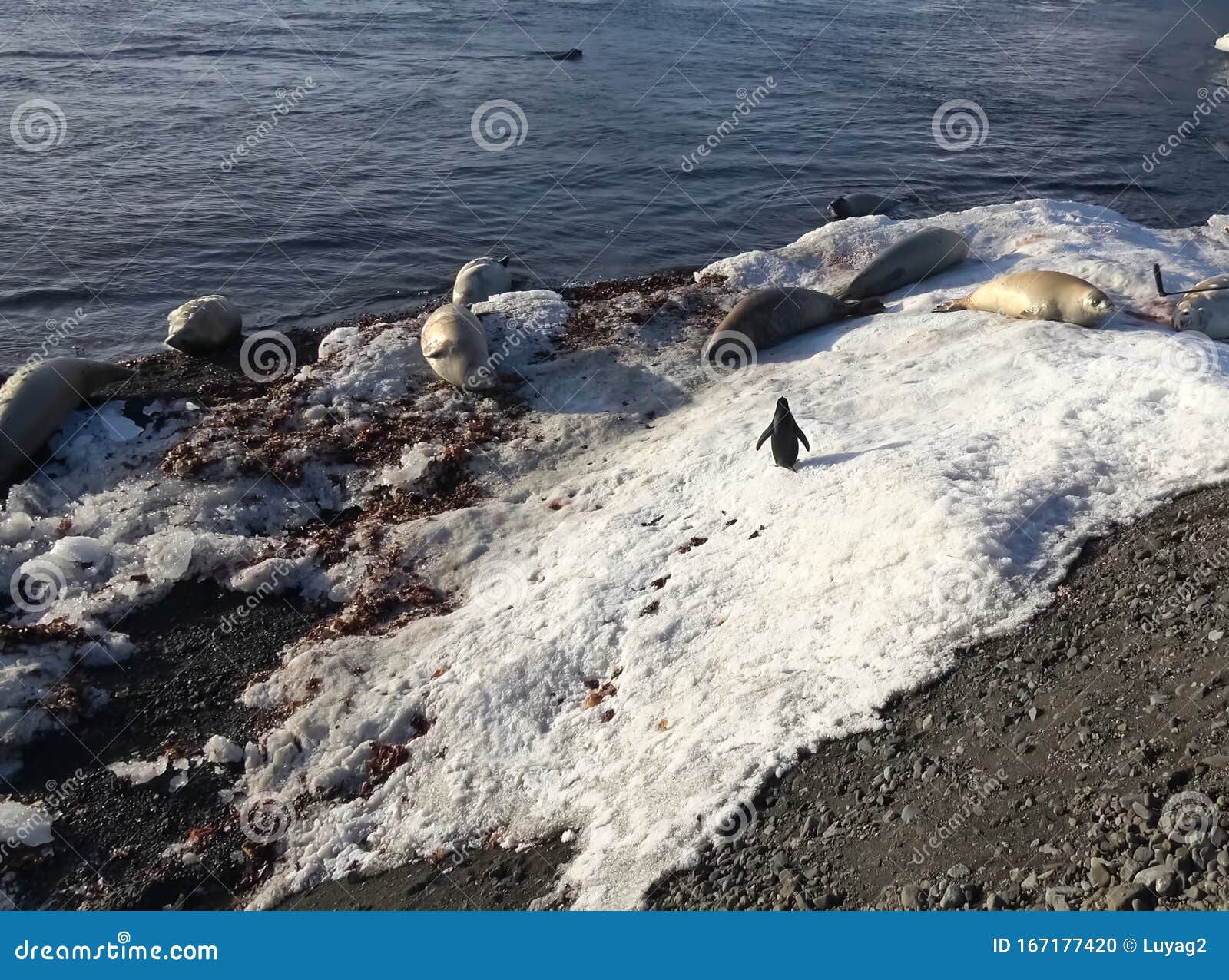 Seals and Penguin on Antarctic Coast. Sea Creatures Stock Photo Image
