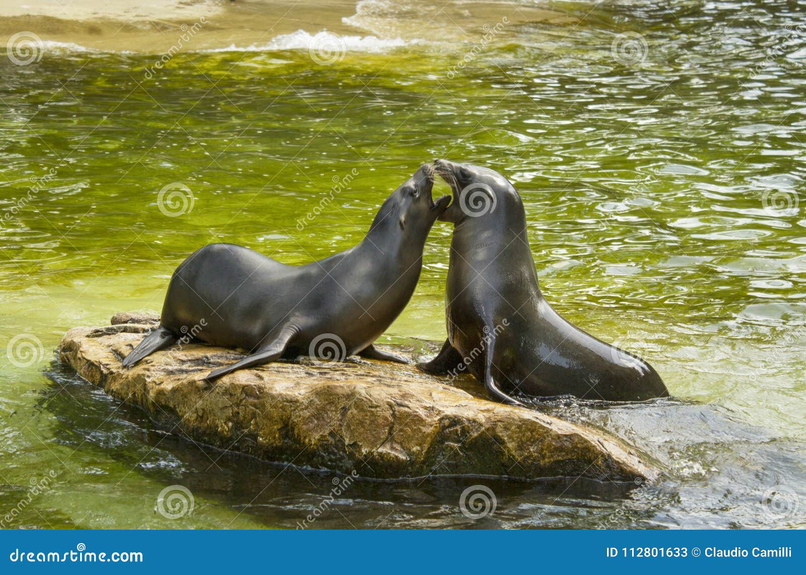 Seals at play in zoo stock image. Image of beach, animal 112801633