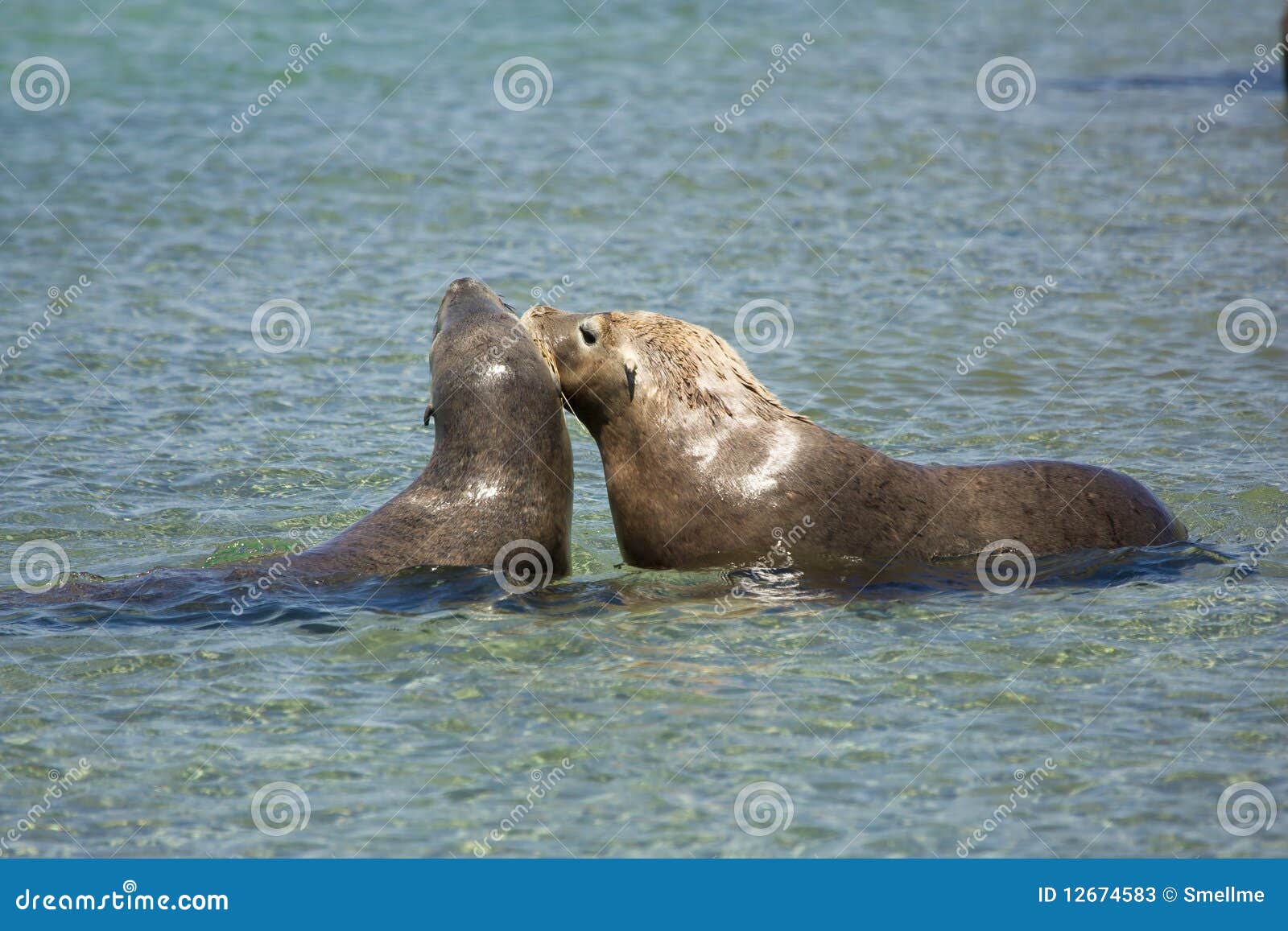 Seals playing stock image. Image of coast, blue, nature 12674583