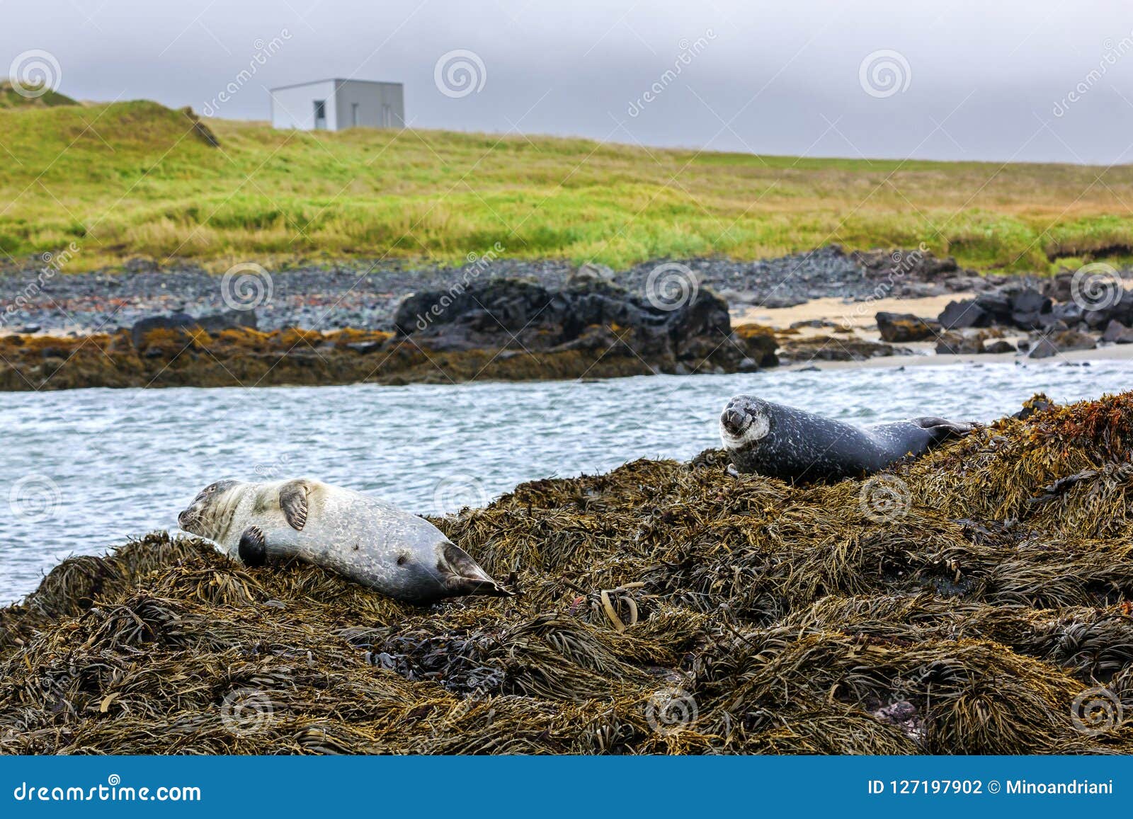 Seals Resting in Ytri Tunga Beach Stock Photo Image of island, adult