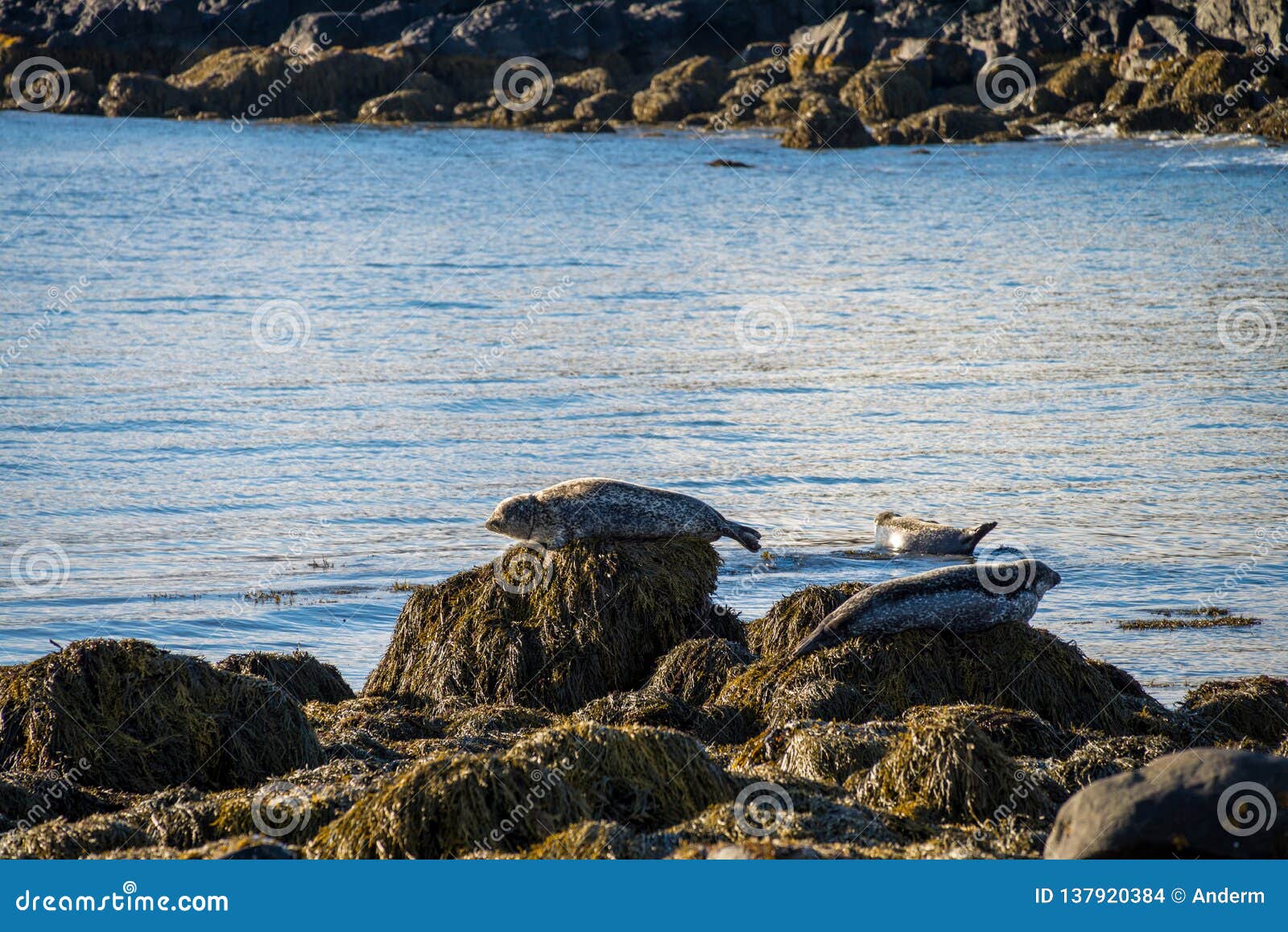 Seals Resting in Ytri Tunga Beach in Iceland Stock Photo Image of