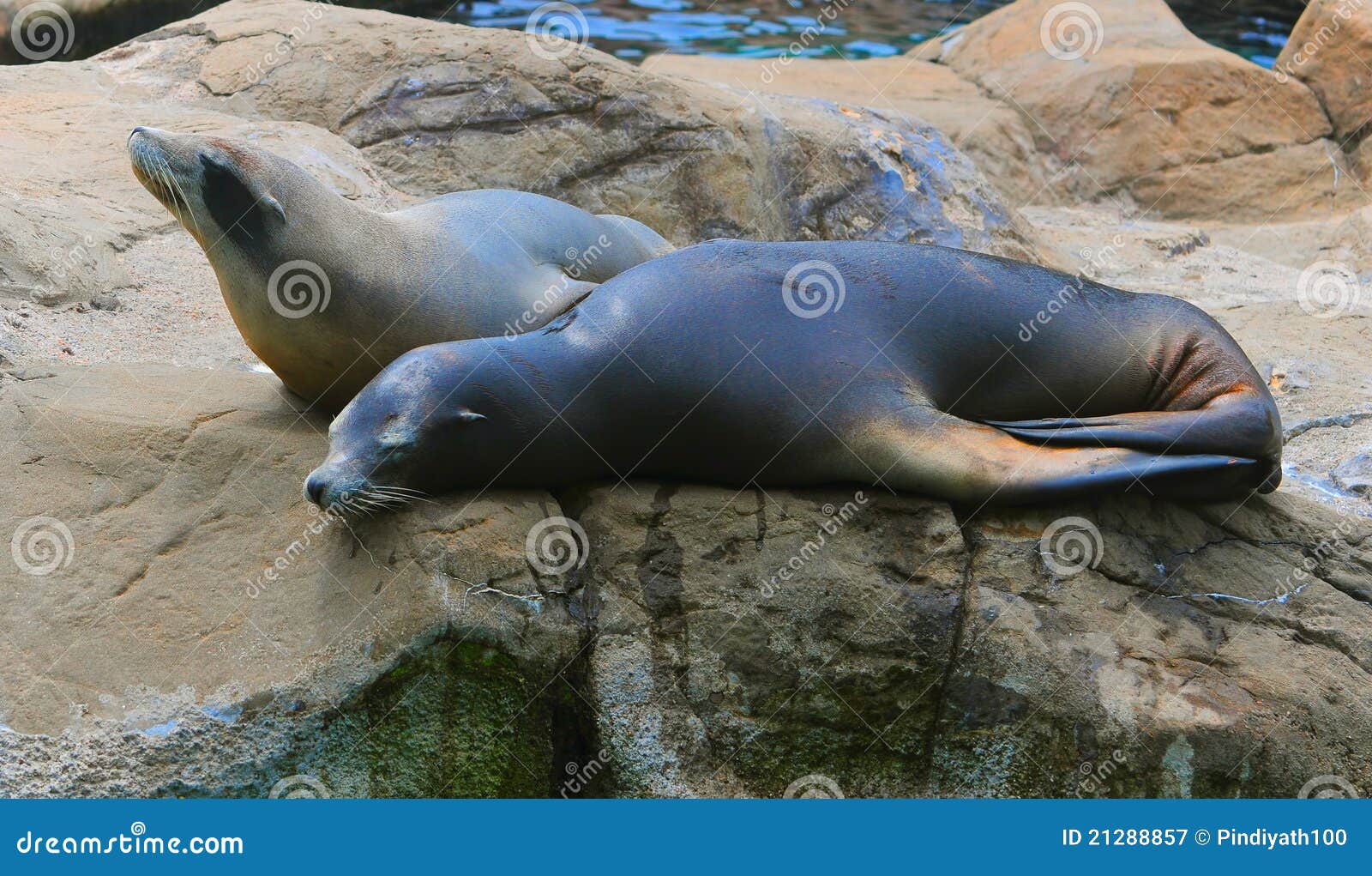 Seals on the rock stock image. Image of relaxing, animals 21288857
