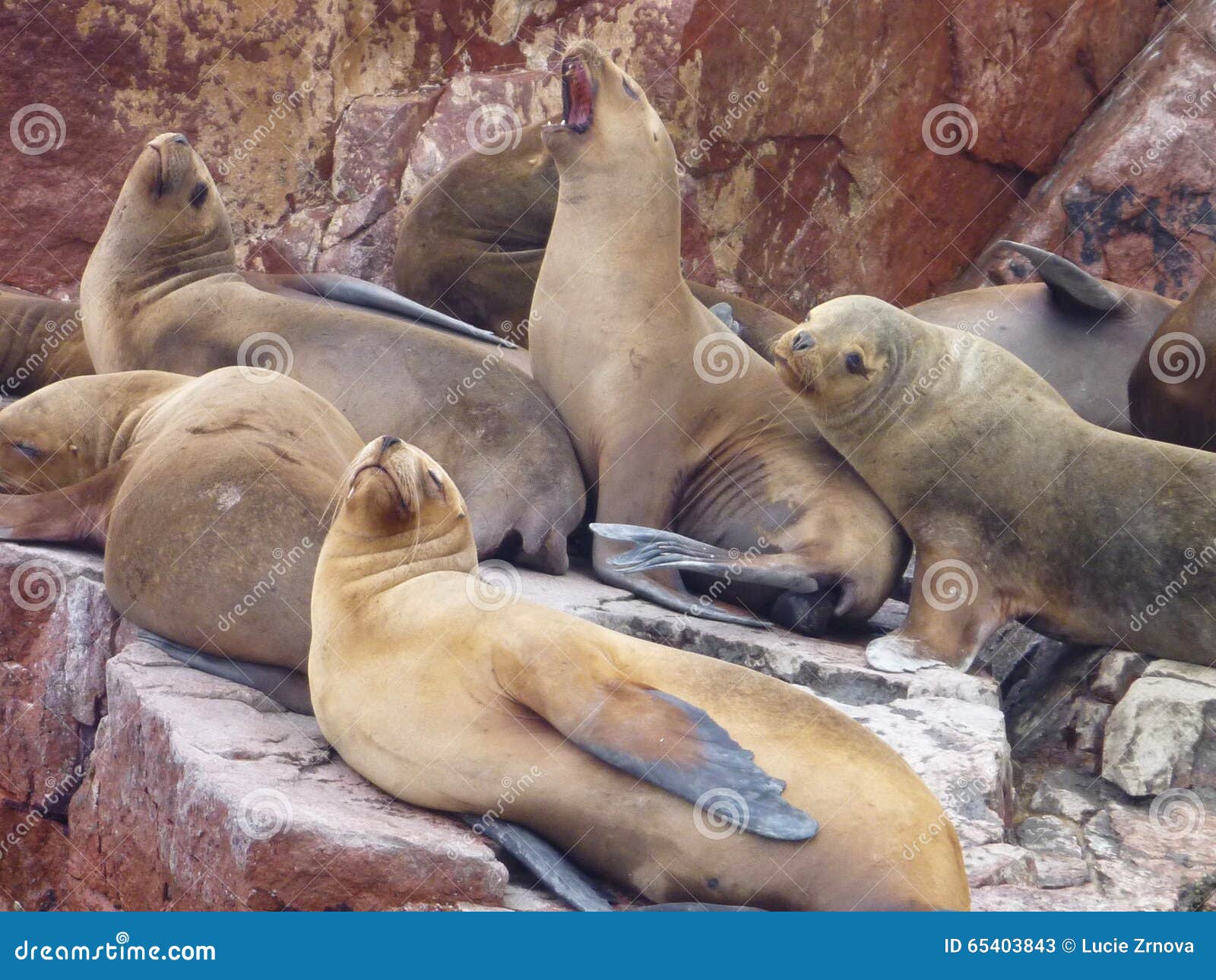 Seals on a Rock at Islas Ballestas Stock Image Image of destination