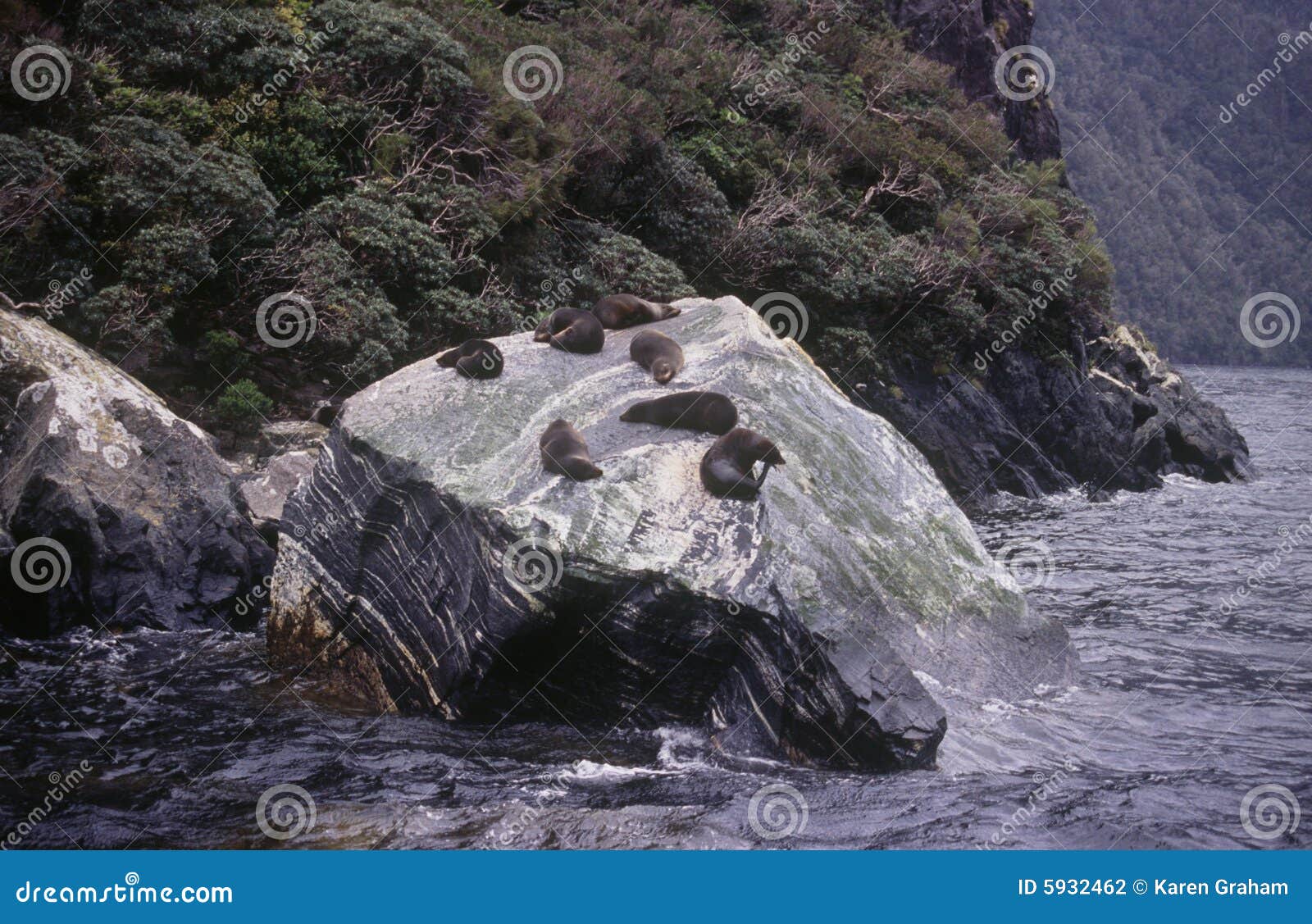 Seals on a Rock in Milford Sound Stock Photo Image of seals, mountain