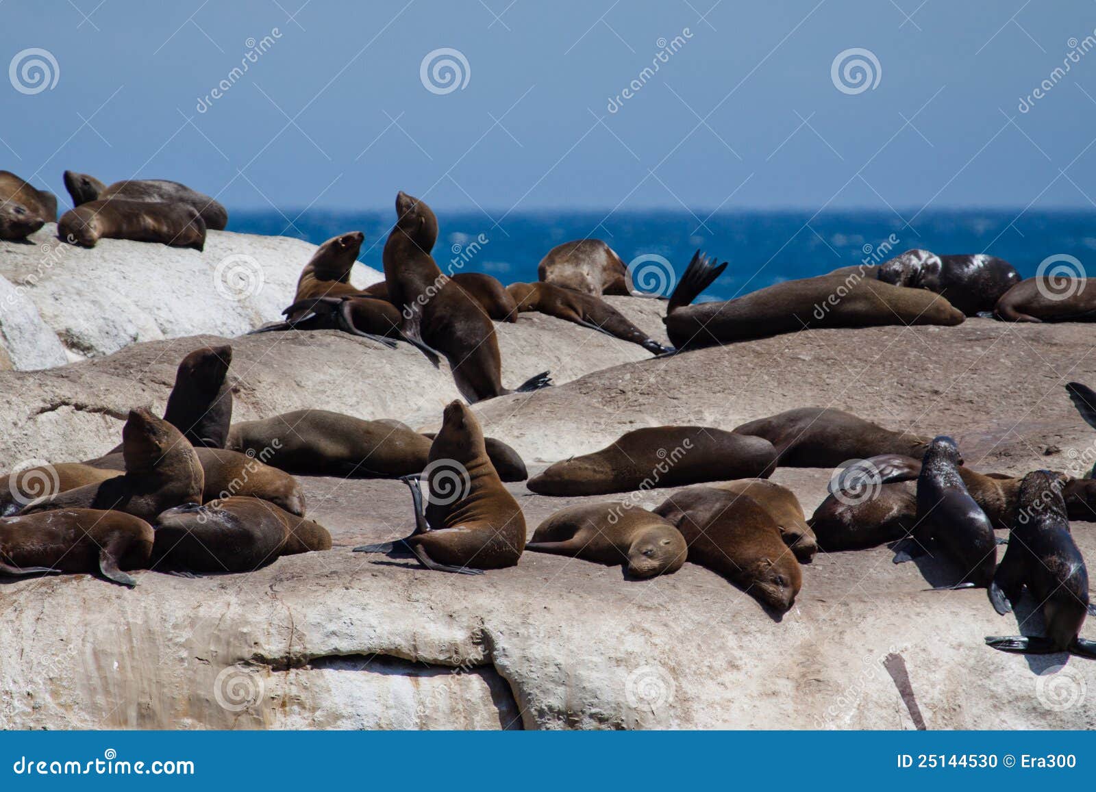 Seals on rocks stock photo. Image of wild, natural, lion 25144530