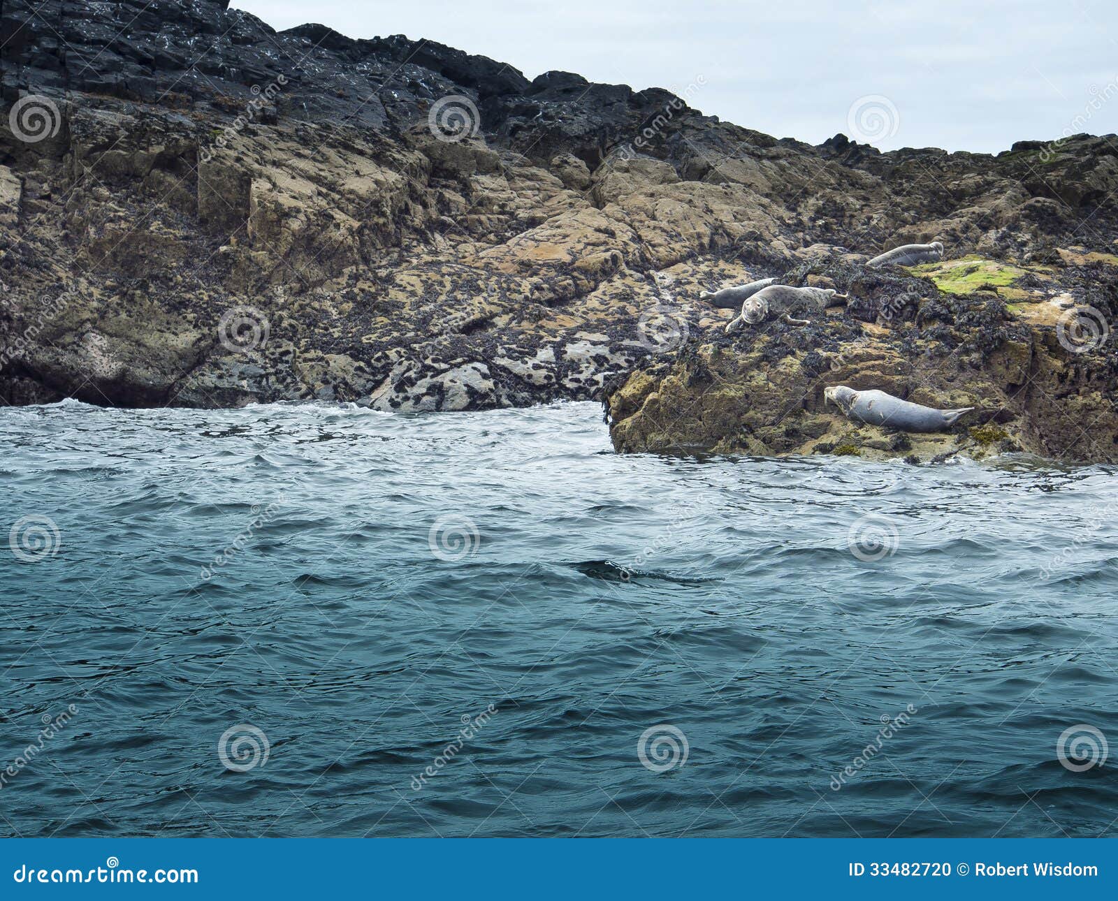 Seals on Rocks stock photo. Image of seals, kingdom, great 33482720