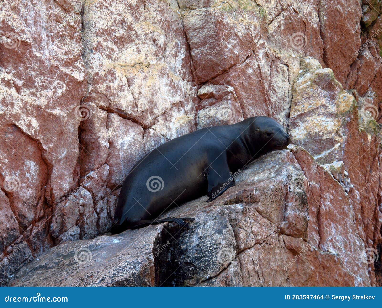 Seals on Rocks in the Pacific Ocean, Paracas, Peru Stock Photo Image