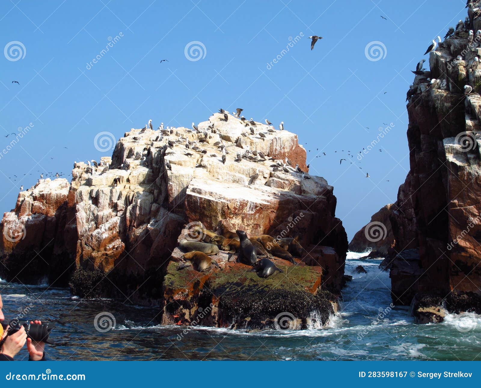 Seals on Rocks in the Pacific Ocean, Paracas, Peru Stock Image Image