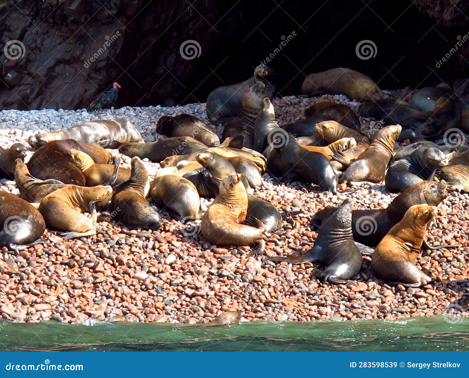 Seals on Rocks in the Pacific Ocean, Paracas, Peru Stock Image Image
