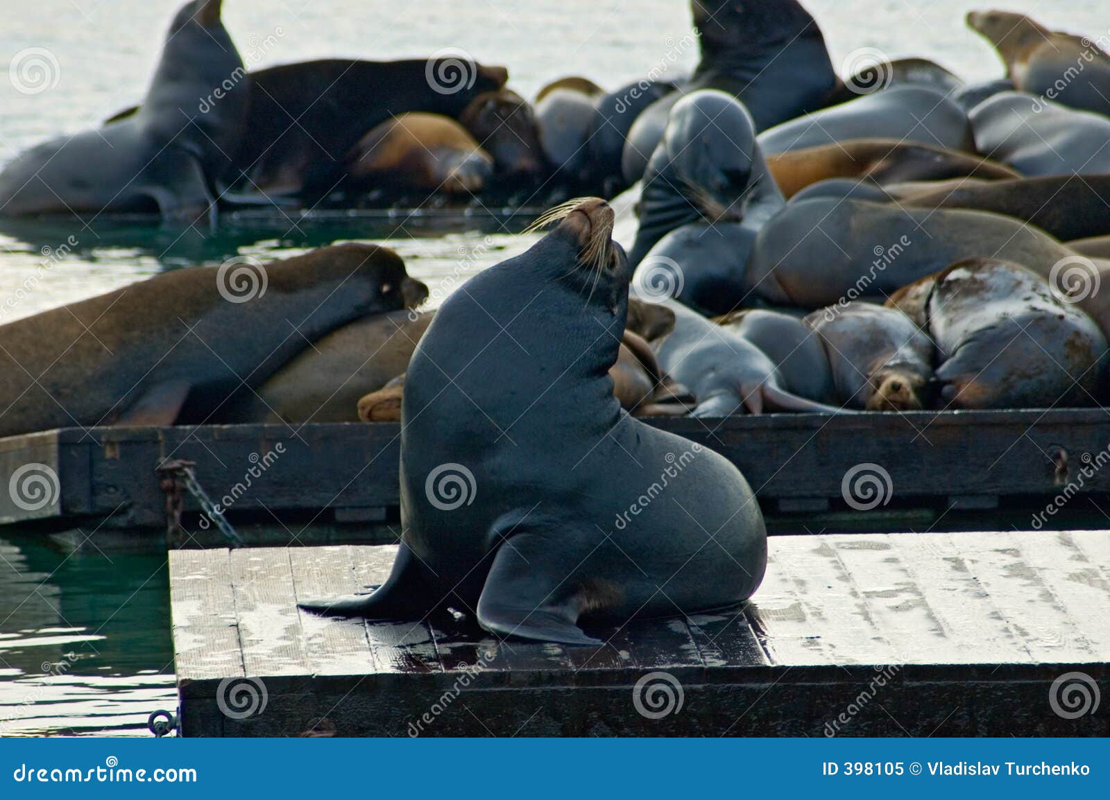 Seals at San Francisco Pier 39 Stock Image Image of francisco